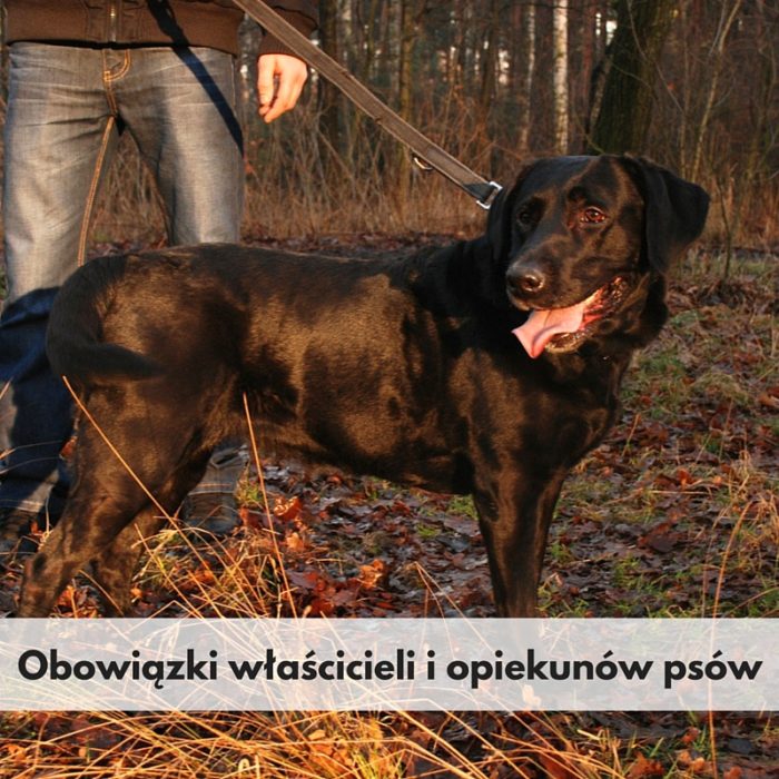 Obowiązki właścicieli i opiekunów psów